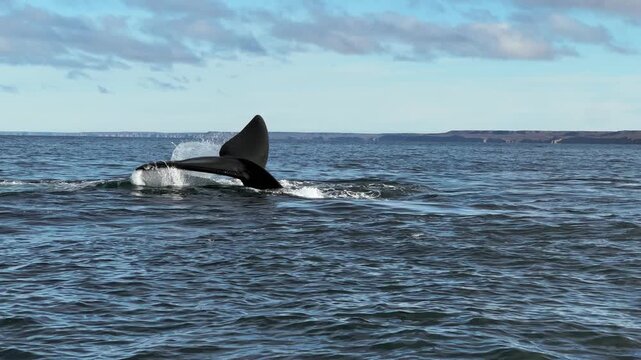 Southern right whale taking out its tail in whale watching in Argentina.