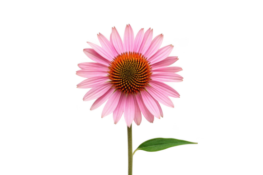 Single pink echinacea flower with green stem and leaf isolated on transparent background