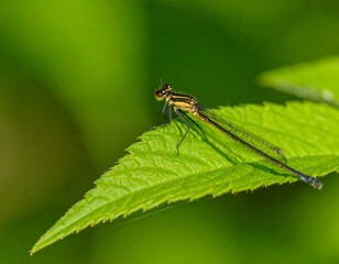 Fototapeta premium A delicate damselfly on a vibrant leaf