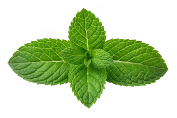 Fresh green mint leaves isolated on transparent background