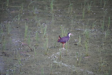White-breasted Waterhen bird in the paddy or rice field