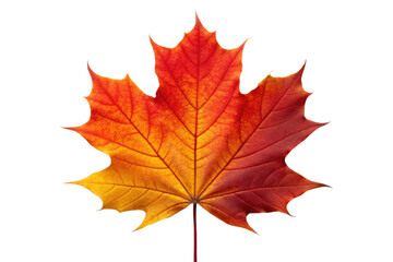 Fototapeta premium Vibrant autumn maple leaf in fiery red and orange isolated on transparent background
