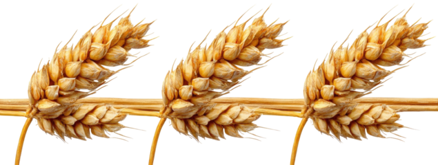 Three golden wheat heads