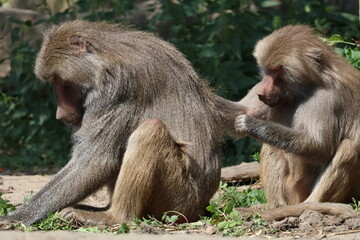 baboon catching fleas