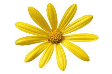 Single bright yellow flower, radiating petals, central disc