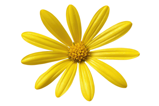 Single bright yellow flower, radiating petals, central disc