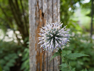 Detailed spiky round echinops flower head with rustic wood backdrop.