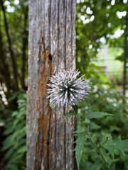 Rustic close-up of silver echinops spinosissimus bloom against weathered wooden background.
