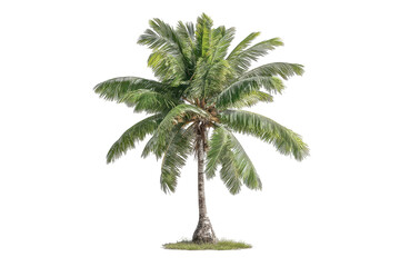 Obraz premium Isolated tropical palm tree. Lush green fronds, slender trunk