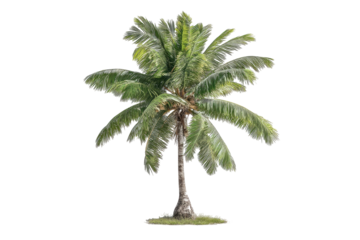 Isolated tropical palm tree. Lush green fronds, slender trunk