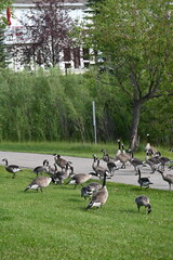 Flock of Geese walking and eating around pond