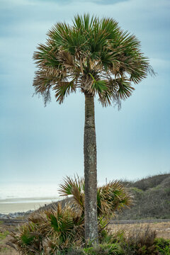 Lonely Palm