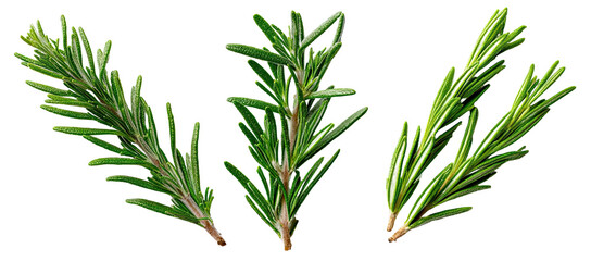 Obraz premium Fresh rosemary sprigs against black background