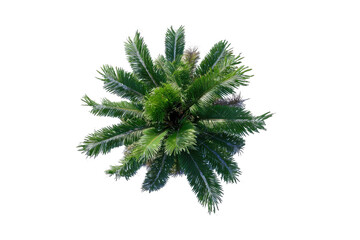 Overhead view of a palm tree crown.  Dense green fronds radiate outward from a central point