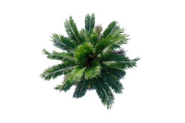 Overhead view of a palm tree crown.  Dense green fronds radiate outward from a central point