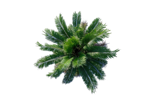Overhead view of a palm tree crown.  Dense green fronds radiate outward from a central point