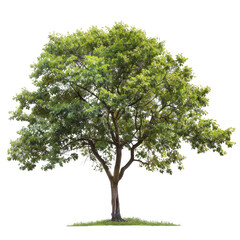 Lush green tree, isolated, nature background, park setting, environmental poster