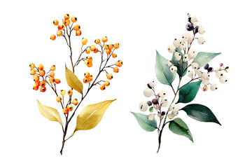 Two stylized botanical illustrations of berry clusters.  One features orange-yellow berries and leaves, the other shows white berries and teal-green leaves.  