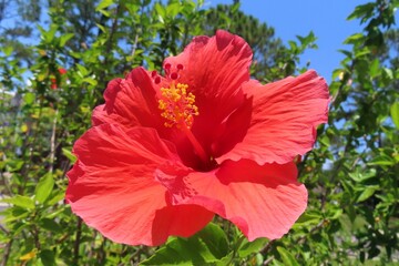 Beautiful red hibiscus flower against blue sky in Florida nature