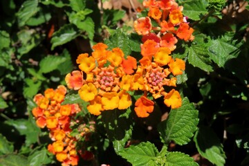 Beautiful Lantana flowers in Florida nature, closeup