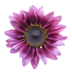 Obraz premium Purple sunflower bloom close-up, garden setting, sunlit background, botanical illustration