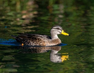 Fototapeta premium A duck glides on tranquil water
