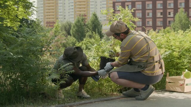 Full shot of diverse Caucasian and African American male volunteers removing plastic pot before planting shrub sapling in local city park, while engaged in horticulture activity on summer day