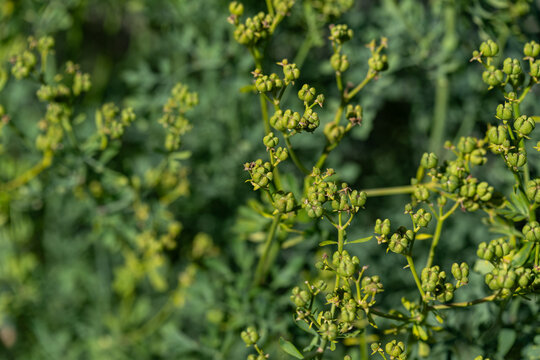 Green seeds of the Rue plant (Ruta graveolens) in detail.
