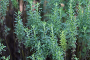 Green parts of the plant Southernwood (Artemisia abrotanum) outdoors in a garden.
