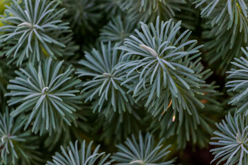 plant Euphorbia cypress, herbaceous weed, long thin leaves, blue-green color, background, structure, unusual, well-groomed plants, in the garden, blurred background,