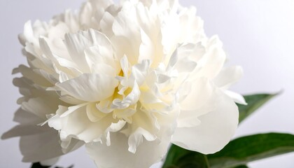 Close-up of a pristine white peony.