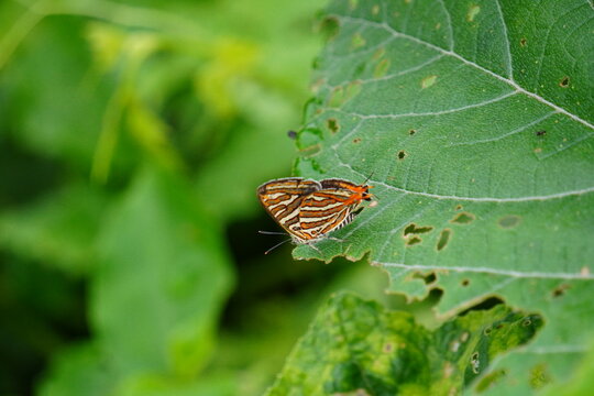 Cigaritis vulcanus or formerly Spindasis vulcanus butterfly resting on the leaves