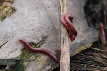 Red Garden Millipede or Rusty Millipede matting process