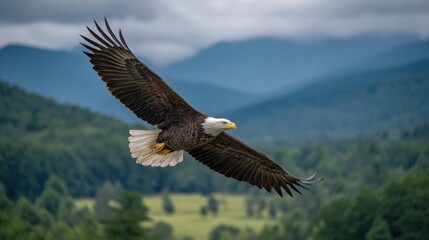 Obraz premium A bald eagle is flying over a mountain range. The eagle is soaring high in the sky, with its wings spread wide. The scene is serene and peaceful, with the eagle being the focal point of the image