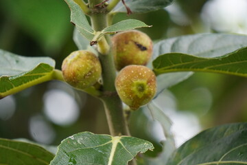 Fototapeta premium the fruit of a fig tree in closeup