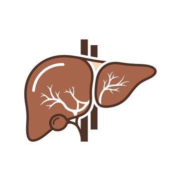 Anatomical icon of the human liver with the gallbladder and internal vascular system.