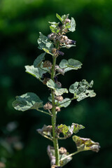 Fototapete bei efototapeten.de bestellen   