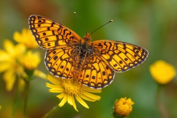 Obraz premium A beautiful butterfly with orange and black patterns rests delicately on a bright yellow flower, surrounded by a blurred green background