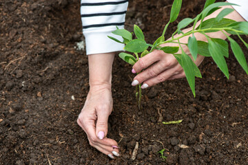 Planting plants. Female hands planting a flower in the ground. Close-up