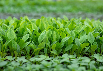 Growing plants, flowers and vegetables, gardening. Young shoots of plants in a greenhouse. Seedlings close-up selective focus.
