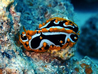 Wellenwarzenschnecke