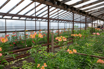 Alstroemeria flowers in a greenhouse. Growing flowers in greenhouses. Gardening