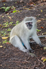 Close-up of a vervet monkey resting on a tree branch surrounded by lush tropical foliage in Durban, South Africa. Perfect for wildlife, nature, travel, safari, conservation, and editorial use