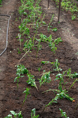 Bed with planted seedlings of young flowers. Growing plants, flowers and vegetables, gardening. Young shoots of plants. Seedlings, selective focus.