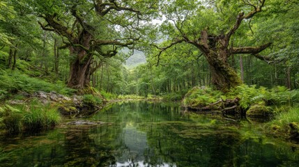 A forest with a river running through it. The water is clear and calm. The trees are tall and green, and there are moss growing on them. The scene is peaceful and serene