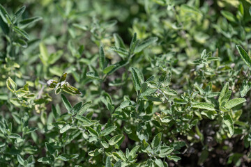 Fresh green leaves of lemon catnip (Nepeta cataria var. citriodora).
