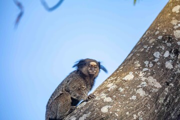 Small primate, the Brazilian marmoset, Callithrix penicillata, inhabits mainly areas of the Cerrado biome. Sagui