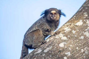 Small primate, the Brazilian marmoset, Callithrix penicillata, inhabits mainly areas of the Cerrado biome. Sagui