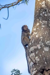 Small primate, the Brazilian marmoset, Callithrix penicillata, inhabits mainly areas of the Cerrado biome. Sagui