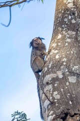 Small primate, the Brazilian marmoset, Callithrix penicillata, inhabits mainly areas of the Cerrado biome. Sagui